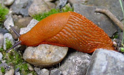 Arion_vulgaris_Orth.jpg (88.17 KiB) Osservato 1454 volte Arion_vulgaris_Orth.jpg