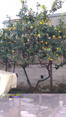 IMG_20170202_122130.jpg (112.64 KiB) Osservato 3317 volte IMG_20170202_122130.jpg