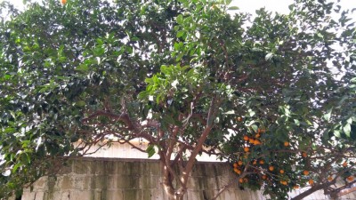 IMG_20170202_122023.jpg (162.26 KiB) Osservato 3317 volte IMG_20170202_122023.jpg