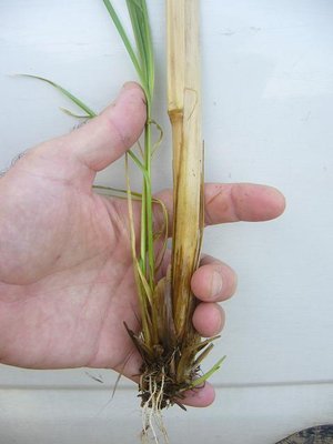 Getto singolo (porz. vegetativa) / Single tiller.JPG Single tiller.JPG