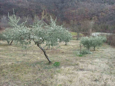 1.jpg (225.22 KiB) Osservato 1536 volte 1.jpg