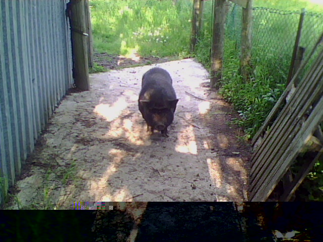 la maialina vietnamita / IMG0078A.jpg IMG0078A.jpg