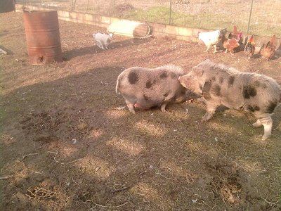 1rid.jpg (257.16 KiB) Osservato 1825 volte 1rid.jpg