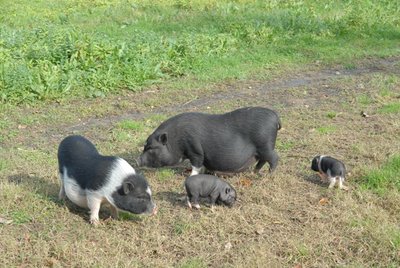 cuccioli Trudy 09 con Susie / MIK_0752m.JPG MIK_0752m.JPG