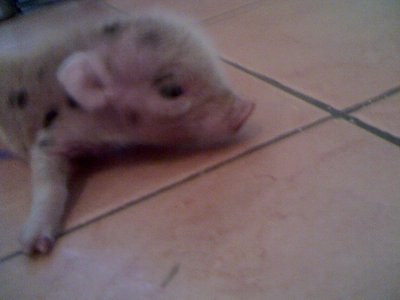 09-03-11_1543rid.jpg (104.5 KiB) Osservato 1311 volte 09-03-11_1543rid.jpg