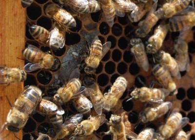 api.JPG (91.53 KiB) Osservato 1823 volte api.JPG