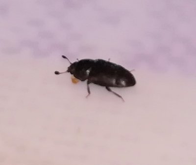 IMG-20190523-WA0001.jpg (24.64 KiB) Osservato 2898 volte IMG-20190523-WA0001.jpg