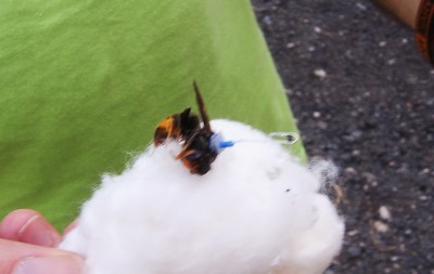 calabrone taggato rz1.JPG (208.08 KiB) Osservato 3066 volte calabrone taggato rz1.JPG