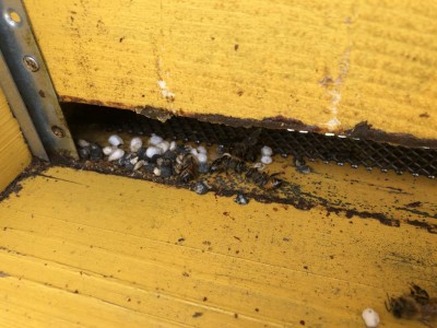 IMG_2281.JPG (110.8 KiB) Osservato 3162 volte IMG_2281.JPG