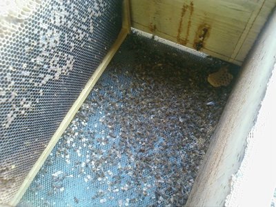 Favo con covata (peste? varroa?) e api morte sul fondo, ormai rinsecchite... / Foto0022.jpg Foto0022.jpg