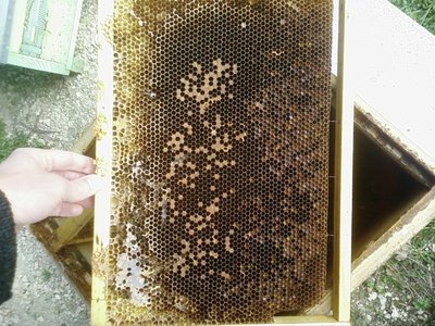 La corona di miele è stata letteralmente strappata via. Delle api morte ammassate nelle celle ne sono ancora visibili alcune / Foto0026.jpg Foto0026.jpg