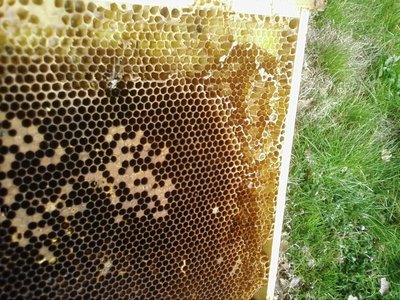 Ancora le celle che contenevano miele. (Nel frattempo sono intervenute anche le tarme della cera...) / Foto0028.jpg Foto0028.jpg