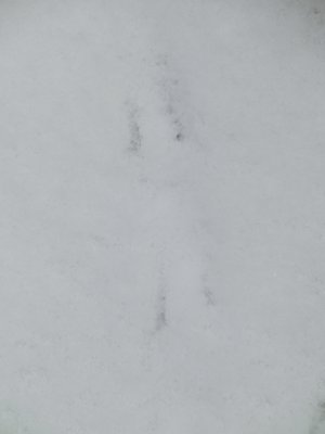 CIMG0648_S.jpg (136 KiB) Osservato 2292 volte CIMG0648_S.jpg