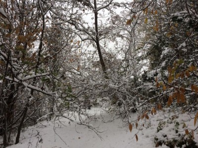 IMG-20171202-WA0000.jpg (215.74 KiB) Osservato 425 volte IMG-20171202-WA0000.jpg