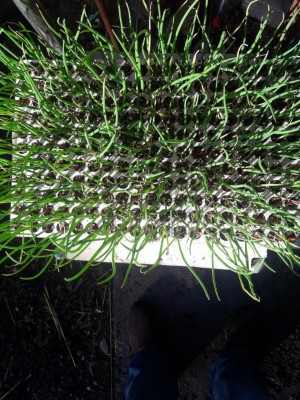 CIPOLLE (2).jpg (182.21 KiB) Osservato 375 volte CIPOLLE (2).jpg