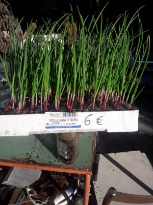 CIPOLLE (1).jpg (133.63 KiB) Osservato 373 volte CIPOLLE (1).jpg