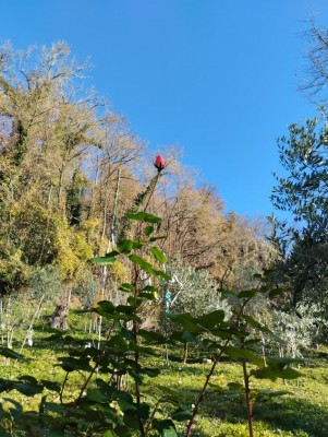 1000022854.jpg (185.39 KiB) Osservato 331 volte 1000022854.jpg