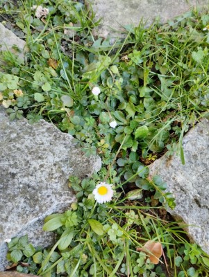 1000022858.jpg (188.75 KiB) Osservato 39 volte 1000022858.jpg