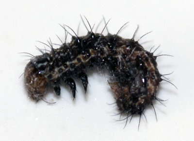 vermetto 2.jpg (182.63 KiB) Osservato 671 volte vermetto 2.jpg