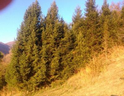 DSC_0417 (640x494).jpg (328.58 KiB) Osservato 762 volte DSC_0417 (640x494).jpg