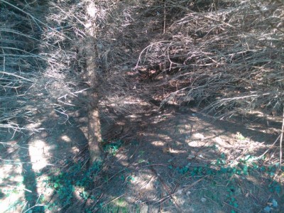 DSC_0413 (640x480).jpg (346.03 KiB) Osservato 762 volte DSC_0413 (640x480).jpg