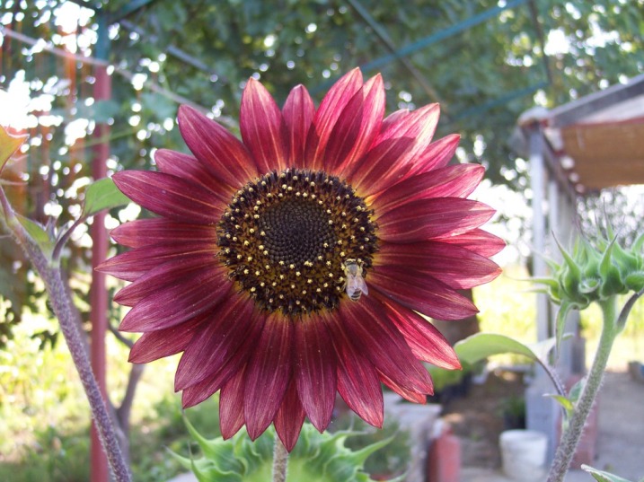 Il giardino armonico / l'ape e il suo fiore.JPG l'ape e il suo fiore.JPG