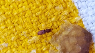 insetto.jpg (65.23 KiB) Osservato 671 volte insetto.jpg