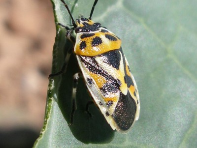 Cimice.JPG (80.89 KiB) Osservato 701 volte Cimice.JPG