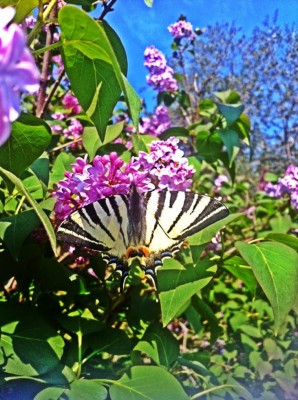 image.jpg (139.37 KiB) Osservato 668 volte image.jpg