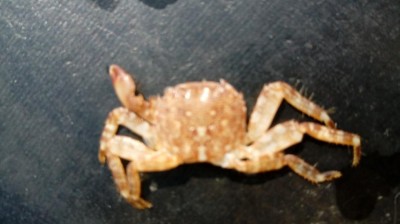 20170924_123541.jpg (49.82 KiB) Osservato 666 volte 20170924_123541.jpg