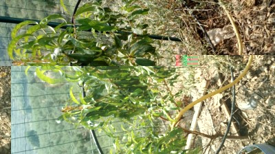 Pesco selvatico / 20171004_130640.jpg 20171004_130640.jpg