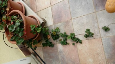 Fragola / 20171004_133254.jpg 20171004_133254.jpg