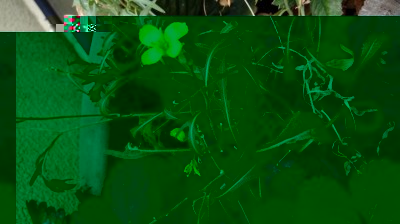 Rucola / 20171004_133119.jpg 20171004_133119.jpg