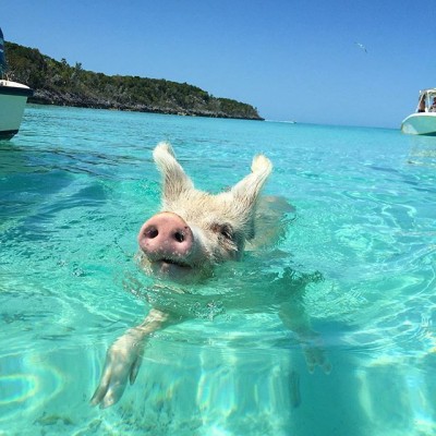 Pig-Beach-Swimming-Big-Major-Cay-Bahamas-10.jpg (80 KiB) Osservato 493 volte Pig-Beach-Swimming-Big-Major-Cay-Bahamas-10.jpg
