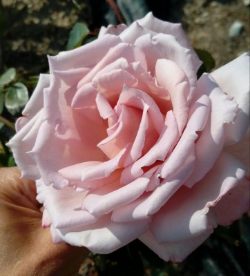 Rosa / 20171018_120902-1.jpg 20171018_120902-1.jpg