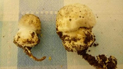 Funghi / 20171019_104107.jpg 20171019_104107.jpg