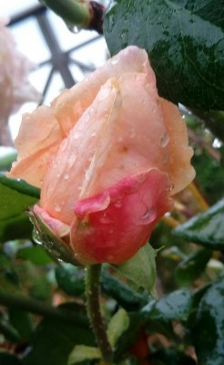 Rosa / 20171105_122131-1.jpg 20171105_122131-1.jpg