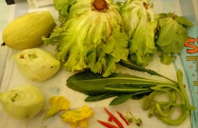 Raccolto / 20171105_142103-1.jpg 20171105_142103-1.jpg