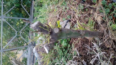 20171112_085849.jpg (167.46 KiB) Osservato 515 volte 20171112_085849.jpg