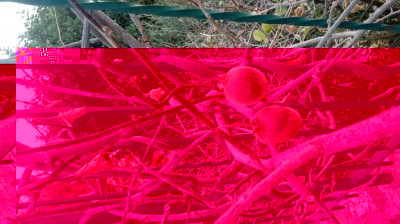 20171112_083207.jpg (138.38 KiB) Osservato 515 volte 20171112_083207.jpg