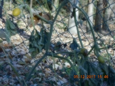 Zucca / DSCN0357.JPG DSCN0357.JPG