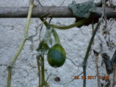 Zucca / DSCN0343.JPG DSCN0343.JPG