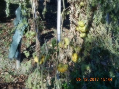 Pomodoro costoluto / DSCN0351.JPG DSCN0351.JPG