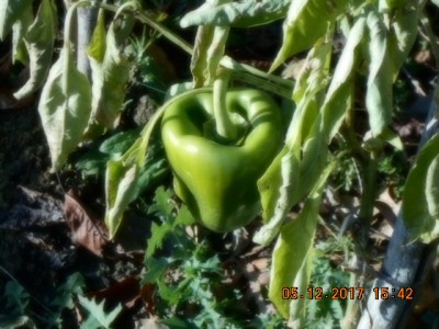 Ultimo Peperone / DSCN0347.JPG DSCN0347.JPG
