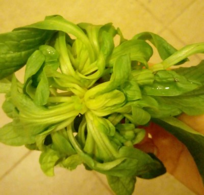 20171226_162408_Burst01-1.jpg (77.29 KiB) Osservato 498 volte 20171226_162408_Burst01-1.jpg