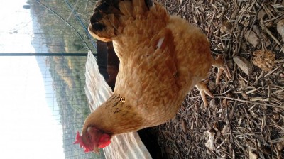 20171231_133456.jpg (115.3 KiB) Osservato 485 volte 20171231_133456.jpg