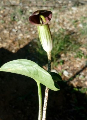 20180101_120759-1.jpg (73.12 KiB) Osservato 450 volte 20180101_120759-1.jpg