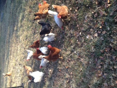 IMG_2038 (1).JPG (135.43 KiB) Osservato 429 volte IMG_2038 (1).JPG