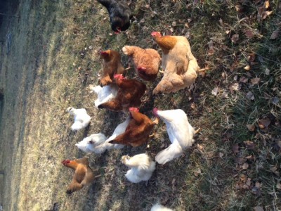 IMG_2044.JPG (197.16 KiB) Osservato 424 volte IMG_2044.JPG