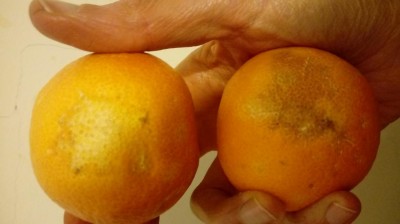 20180103_124911.jpg (43.08 KiB) Osservato 550 volte 20180103_124911.jpg